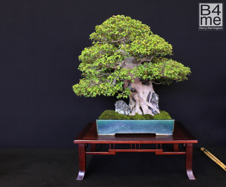 bonsai